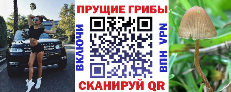 Галлюциногенные грибы Psilocybe  хочу наркоту  Туринск 